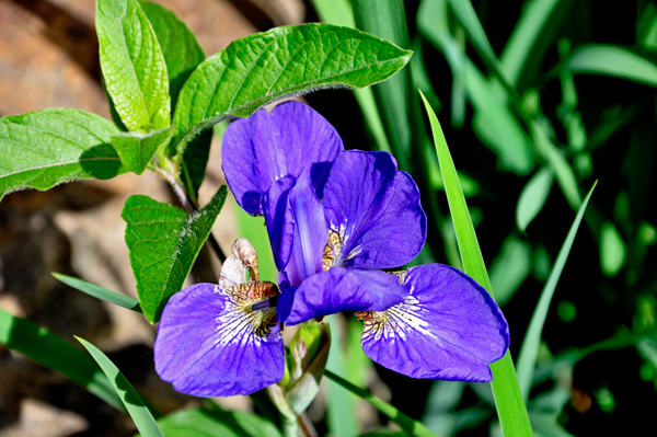 purple lily